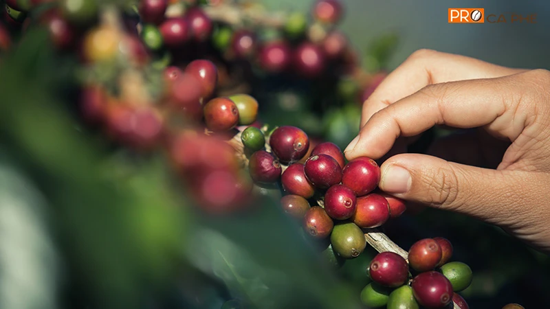 Robusta sở hữu hương vị đậm đà và hàm lượng caffeine cao