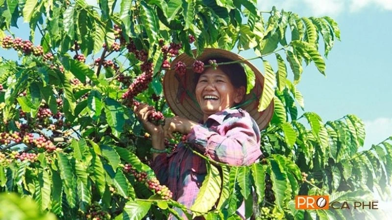 Hạt Robusta được thu hái từ nông trường Di Linh, Lâm Đồng – vùng đất đỏ Bazan