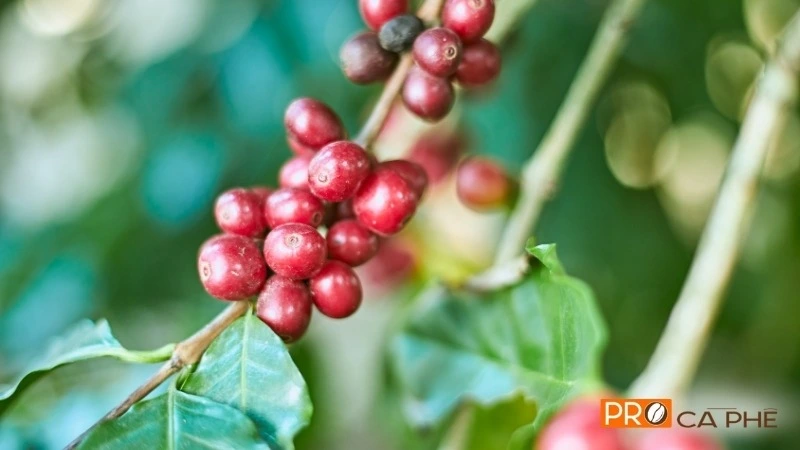 Arabica Cầu Đất được mệnh danh là “Nữ hoàng” cà phê Arabica của Việt Nam