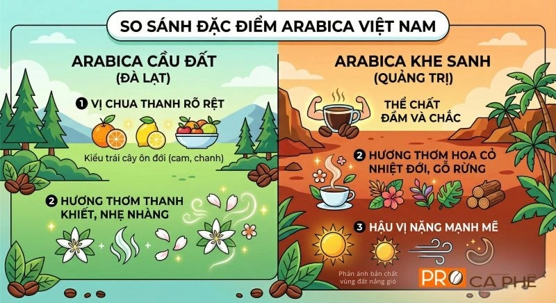 Sự khác biệt về thổ nhưỡng tạo nên nét riêng của Arabica Việt Nam