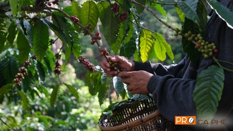 Arabica Cầu Đất là một trong những dòng cà phê Việt Nam cao cấp