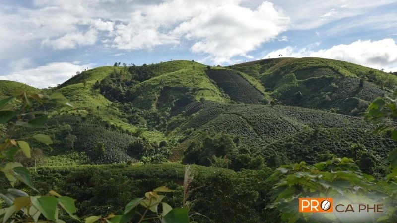 Thổ nhưỡng đặc thù tạo nên phẩm chất riêng biệt của Arabica Khe Sanh