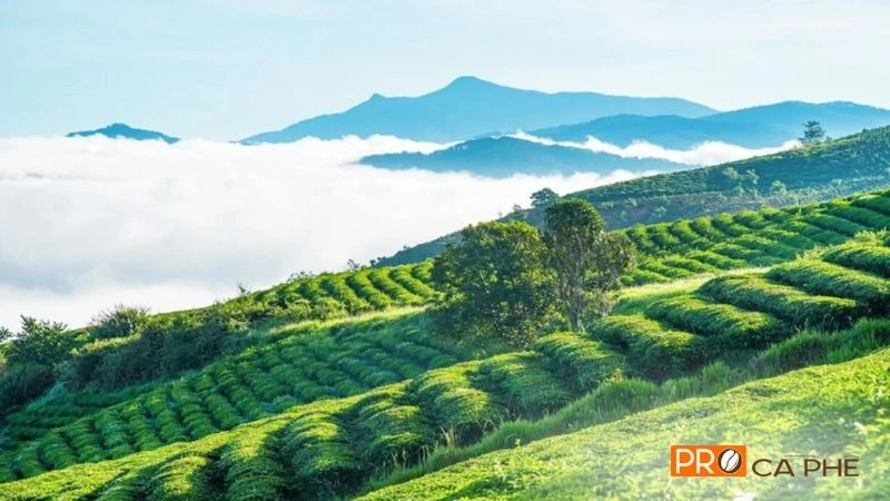 Độ cao lý tưởng và khí hậu mát mẻ tạo nên chất lượng Arabica Cầu Đất